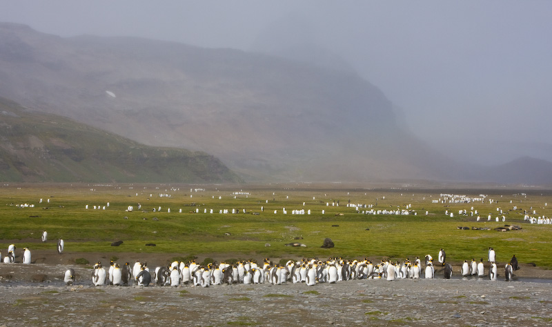 King Penguins On The Salisbury Plain